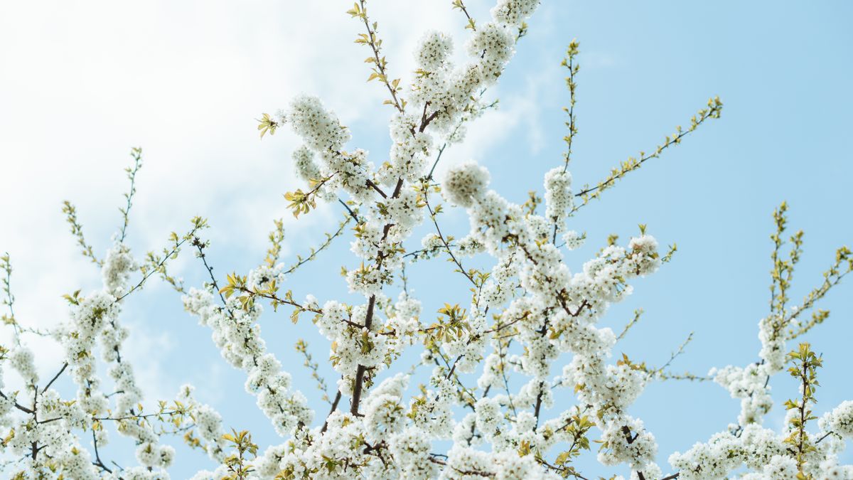 Cherry blossoms against a soft pastel sky